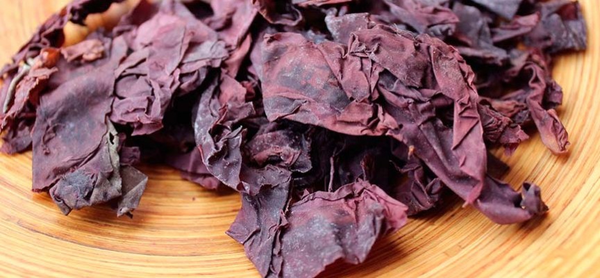 alga dulse